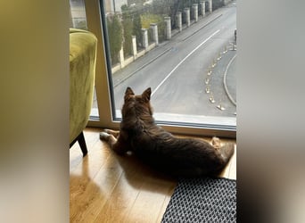 Auch Ema ist der Hölle entkommen und braucht dringend eine liebe Familie