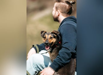 Verspielte Alpha sucht ihre Menschen