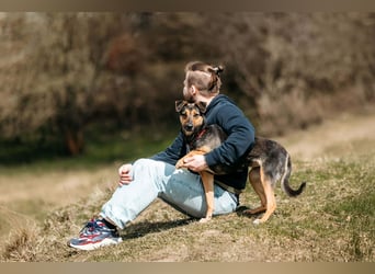 Verspielte Alpha sucht ihre Menschen