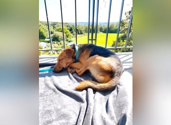 Felipe -auf Pflegestelle in 42279 Oberbarmen