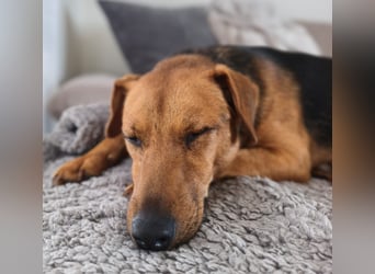 Felipe -auf Pflegestelle in 42279 Oberbarmen