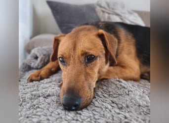Felipe -auf Pflegestelle in 42279 Oberbarmen