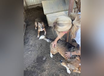 Ronya ist eine zauberhafte Schönheit