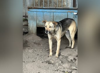 Buck - wartet schon viel zu lange