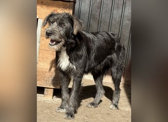 Siggi ist ein Ruhepol