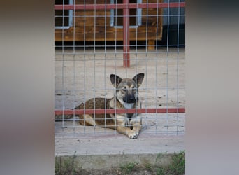 Nalani ist eine Gute - Laune - Fee