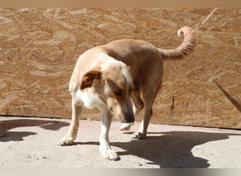 Ampi - ist ein Traum von Hund