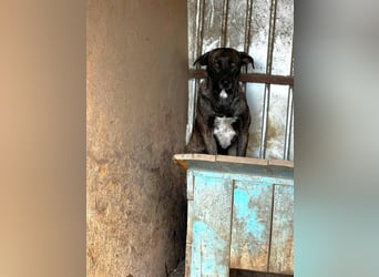 Ricco leidet sehr im Shelter