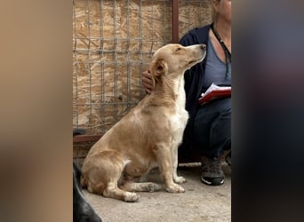 Ampi - ist ein Traum von Hund