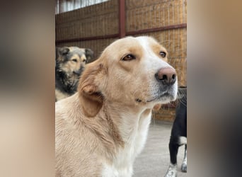 Ampi - ist ein Traum von Hund