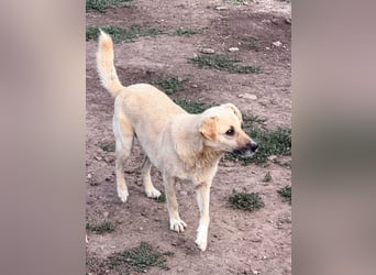 Marli mit den dunklen Knopfaugen