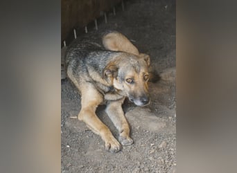 Buck - wartet schon viel zu lange