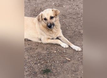 Marli mit den dunklen Knopfaugen
