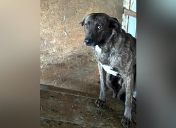 Ricco leidet sehr im Shelter