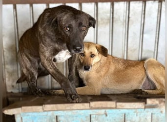 Ricco leidet sehr im Shelter