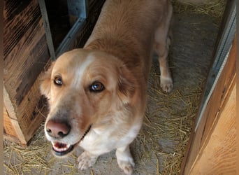 Ampi - ist ein Traum von Hund