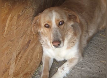 Ampi - ist ein Traum von Hund