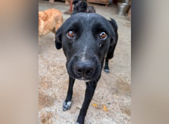 Jake - ein traumhafter Begleiter