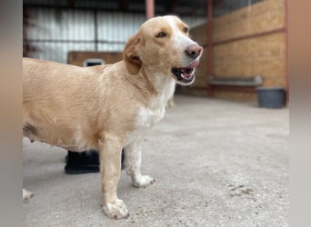 Ampi - ist ein Traum von Hund