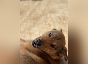 Haja ist eine Kuscheltante