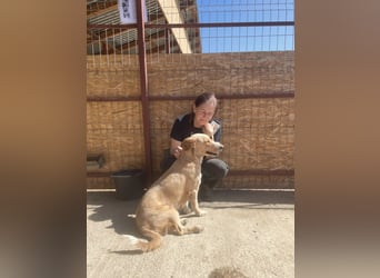 Ampi - ist ein Traum von Hund