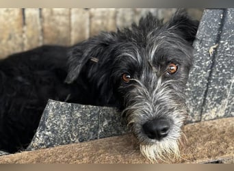 Siggi ist ein Ruhepol