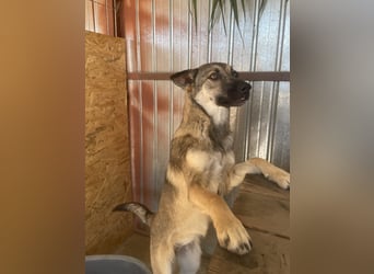 Nalani ist eine Gute - Laune - Fee