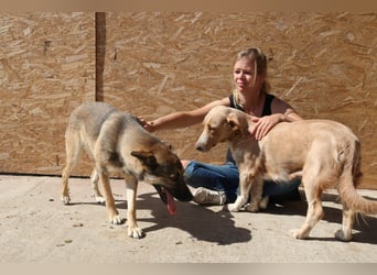 Ampi - ist ein Traum von Hund