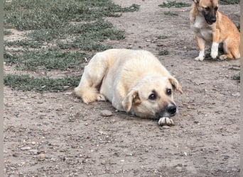 Marli mit den dunklen Knopfaugen