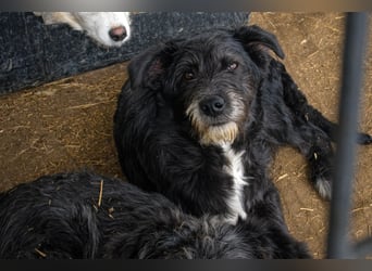 Siggi ist ein Ruhepol