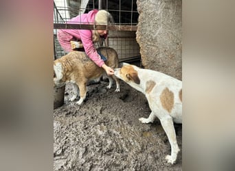 Tinka hat ein Herz aus Gold