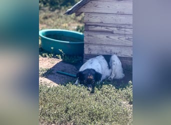 Calina ist eine Zaubermaus