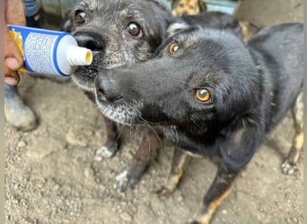 Nanook - ist ein lieber Schatz