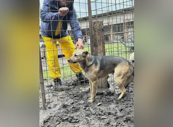 Buck - wartet schon viel zu lange
