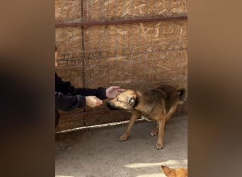 Hanna ist eine gelehrige Maus