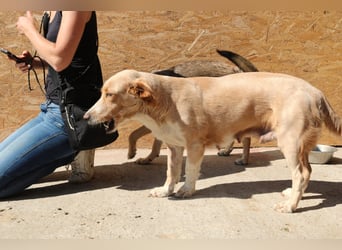 Ampi - ist ein Traum von Hund