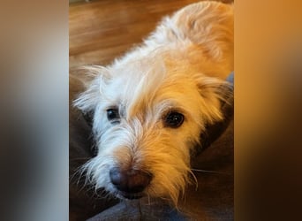 Heidi, ruhige Seele sucht ihr Zuhause / bereits in Deutschland