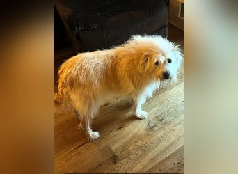 Heidi, ruhige Seele sucht ihr Zuhause / bereits in Deutschland