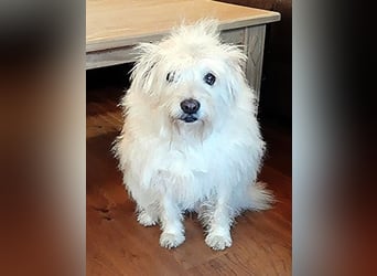 Heidi, ruhige Seele sucht ihr Zuhause / bereits in Deutschland