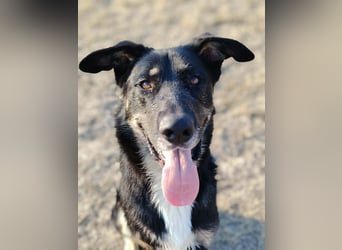 Oszi liebt sein Leben auf drei Beinen!