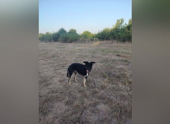 Oszi liebt sein Leben auf drei Beinen!