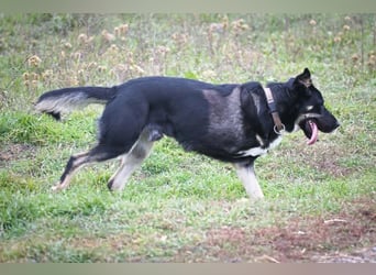 Oszi liebt sein Leben auf drei Beinen!