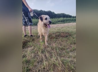 Der liebe Frici wünscht sich eine eigene Familie.