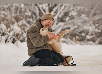 Neugierige Lissy sucht passendes Zuhause