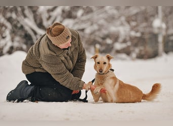 Neugierige Lissy sucht passendes Zuhause