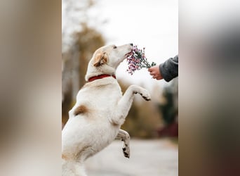 Liebevolle Dakota sucht ihre Familie