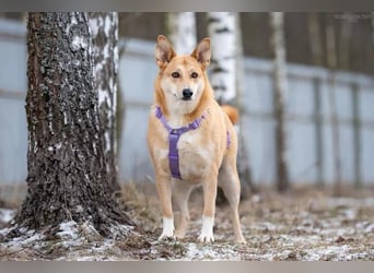 Freundliche Rizhulja sucht ihre Menschen