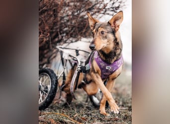 Besondere Miranda sucht passendes Zuhause