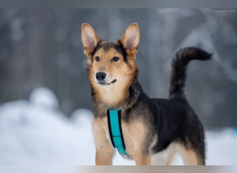 Fröhlicher Nordik sucht seine Menschen