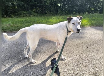 Ayla sucht erfahrenes Zuhause - 73099 Adelberg